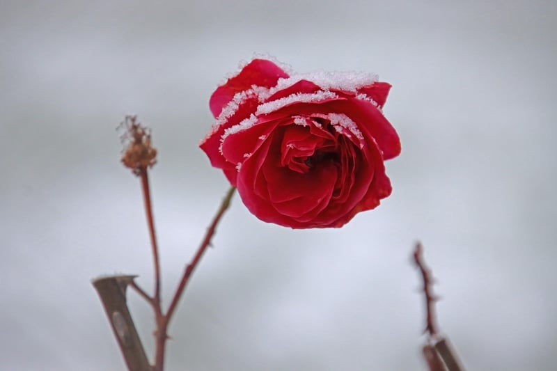 Fresh Flowers