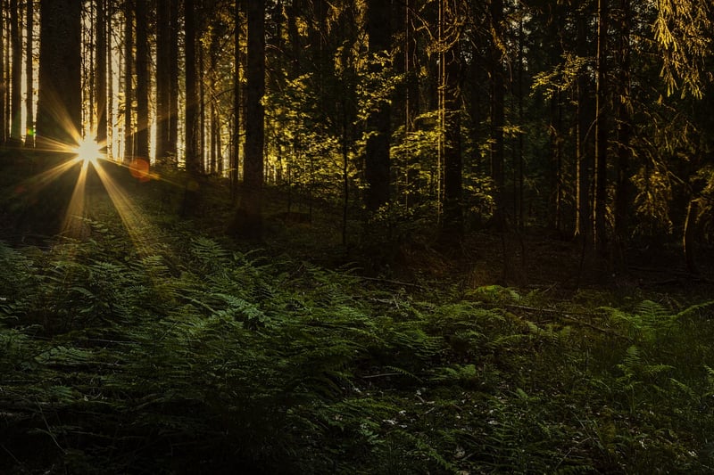 Whimsical Clearing